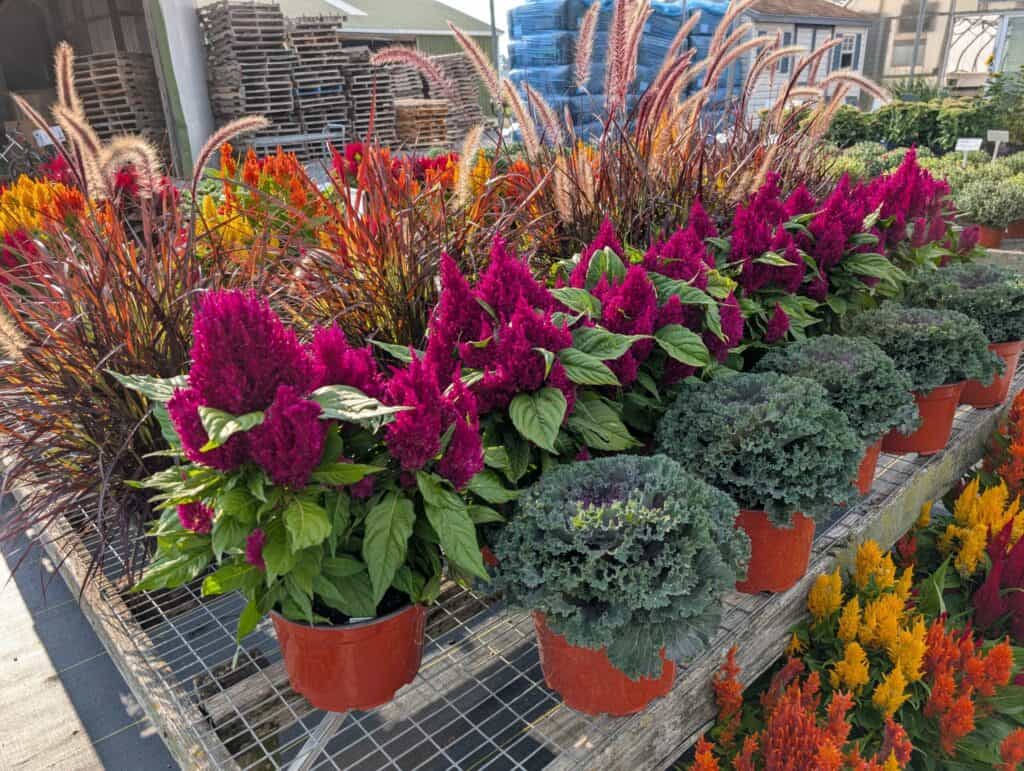 Leid's Greenhouse (8)