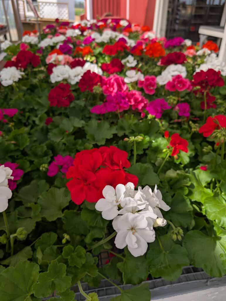 Red Barn Market (63)