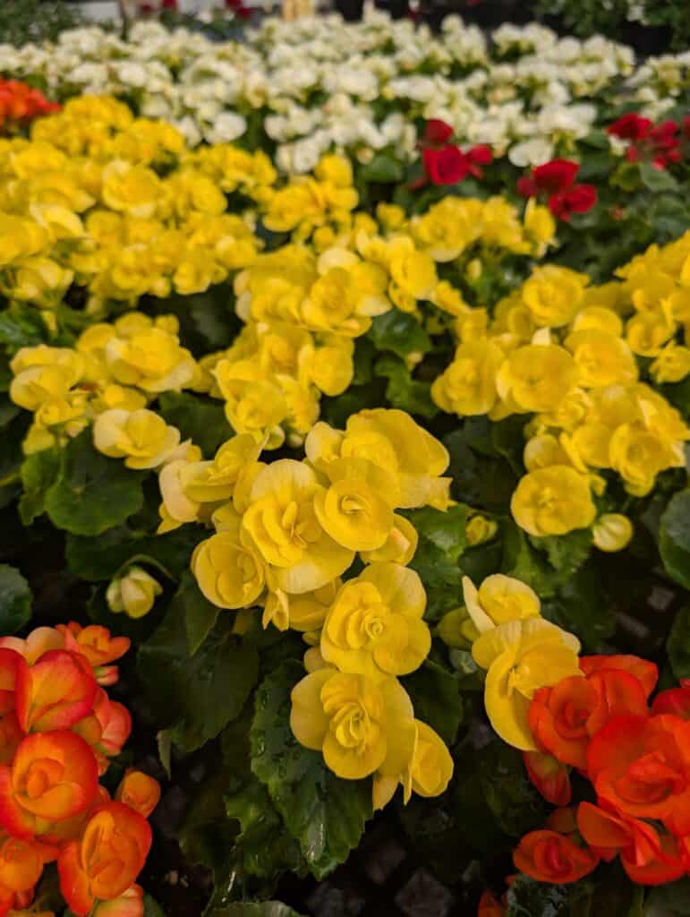 Red Barn Market (64)