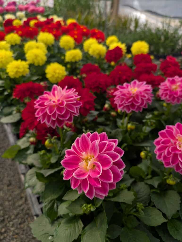 Red Barn Market (66)