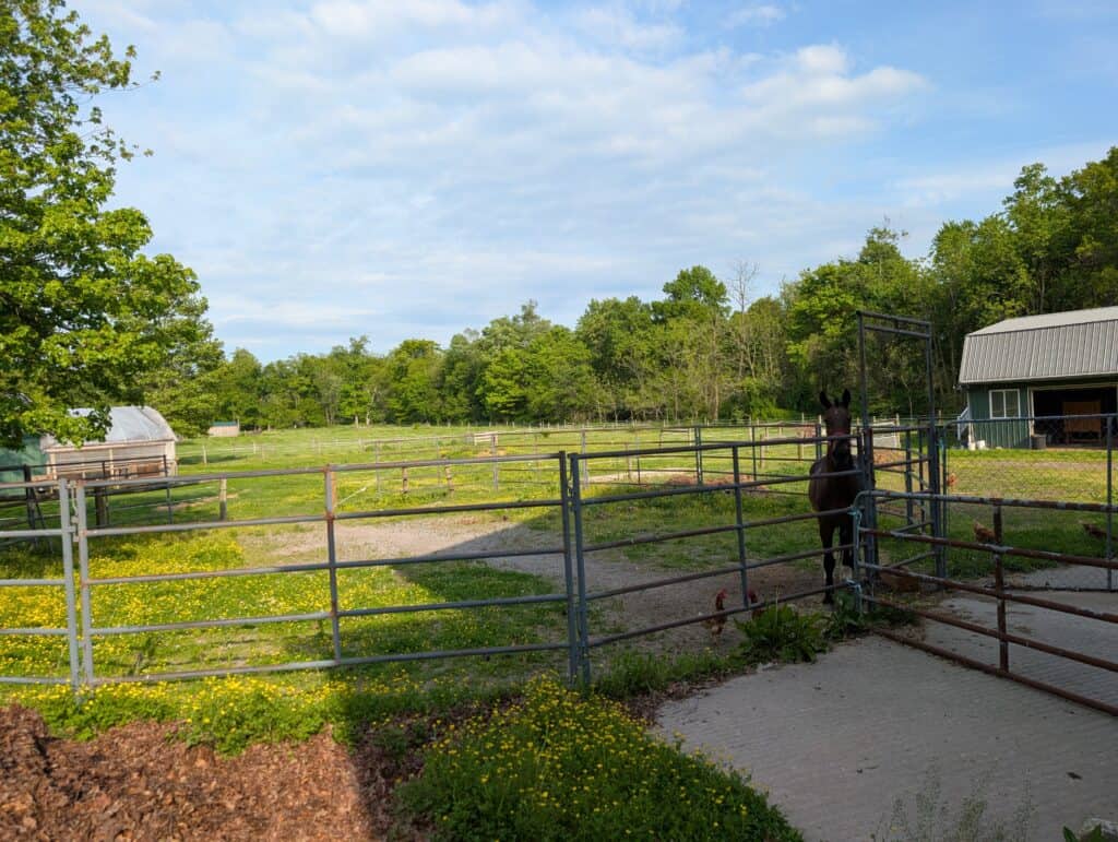 Eli Stoltzfus Horse Boarding (13)