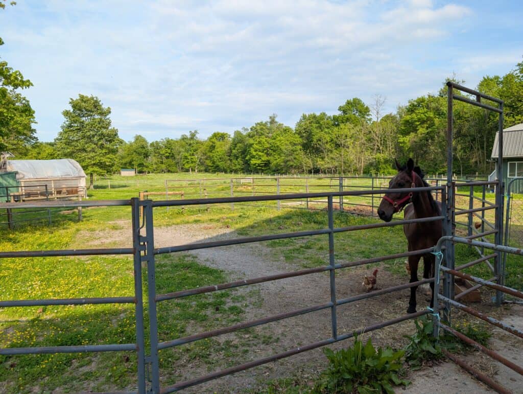 Eli Stoltzfus Horse Boarding (14)
