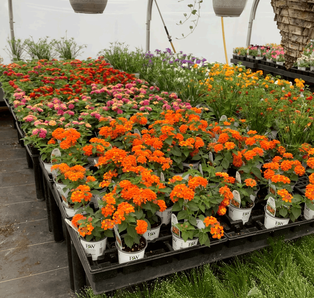 Meadow View Gardens