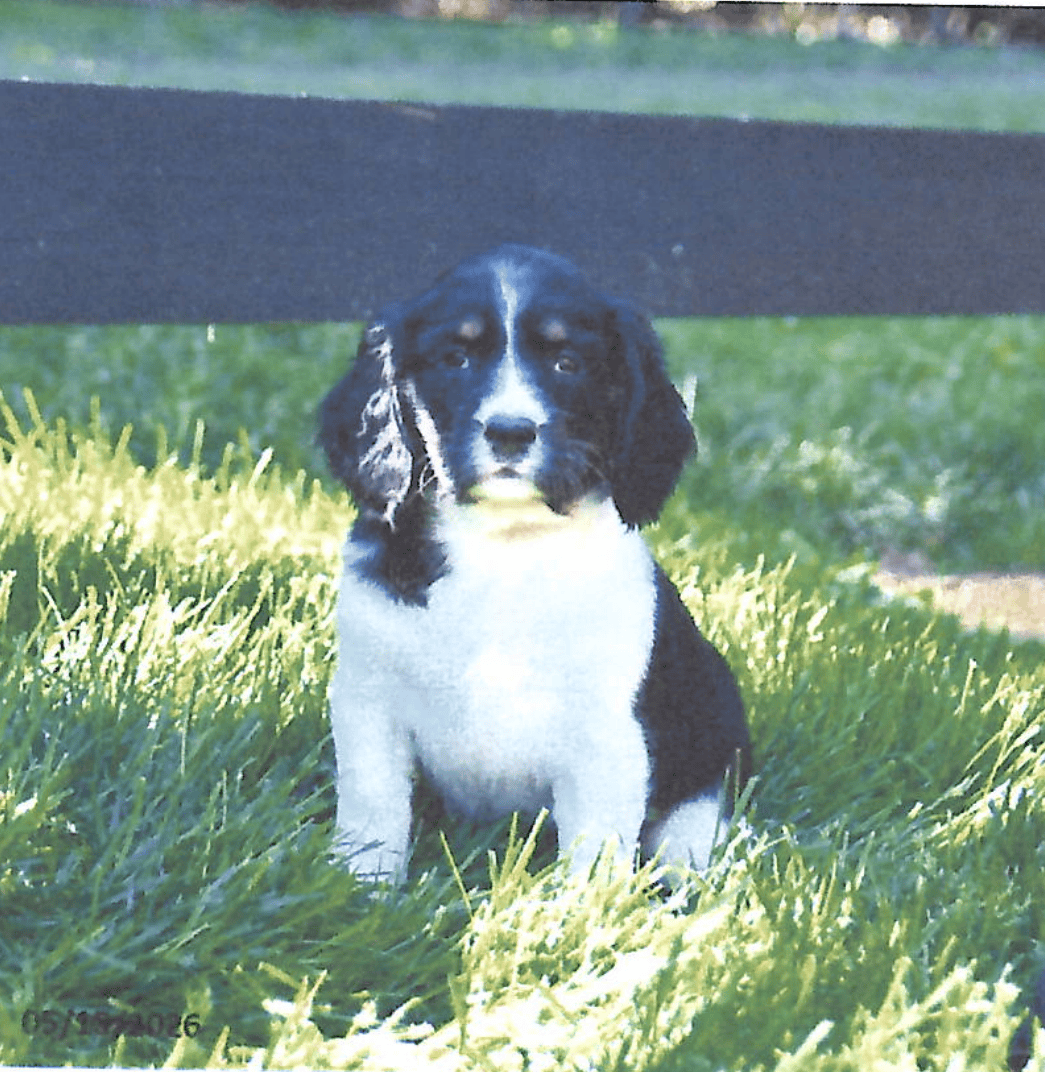 Peaceful Acres Puppies (1)