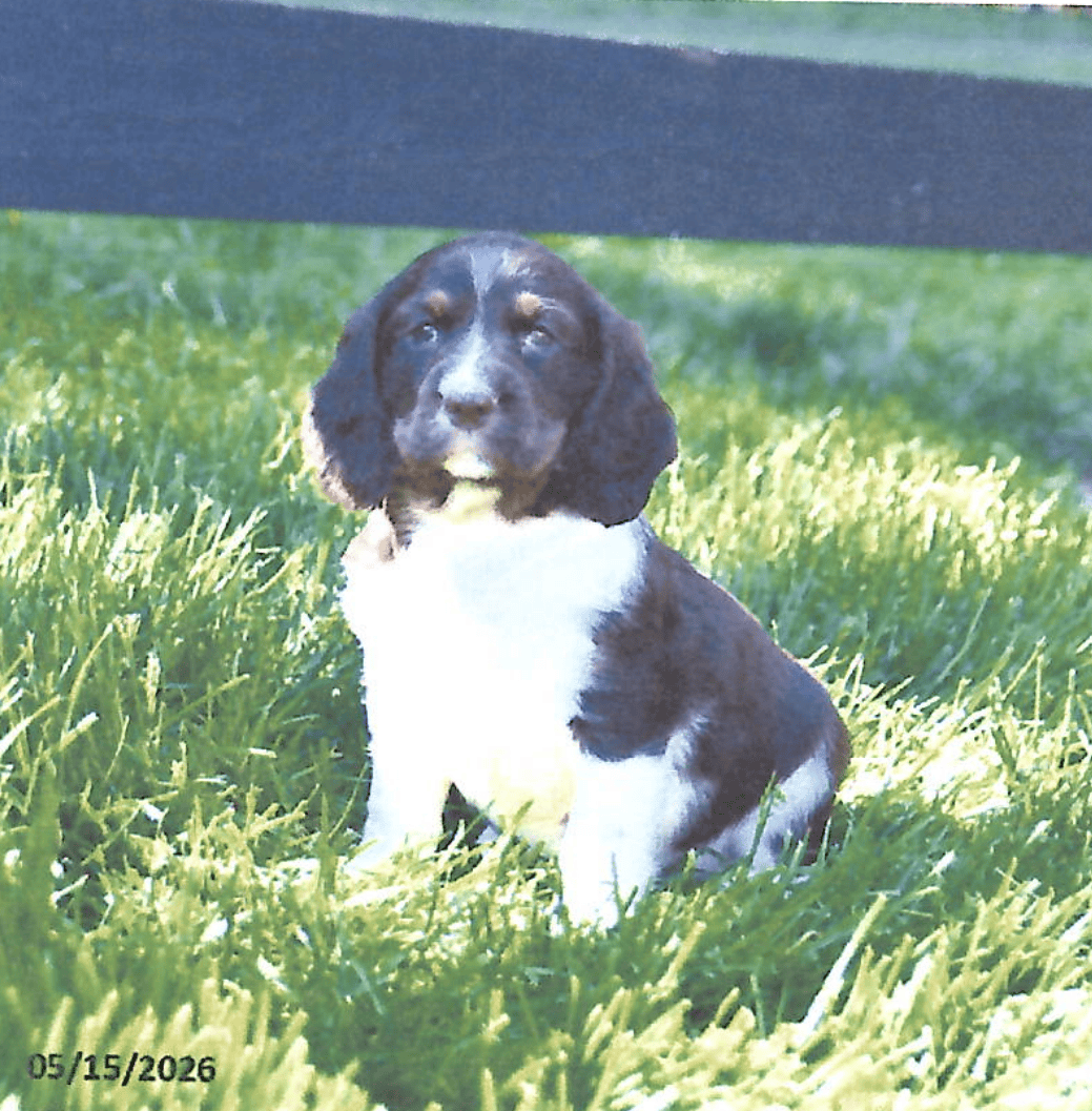 Peaceful Acres Puppies (2)