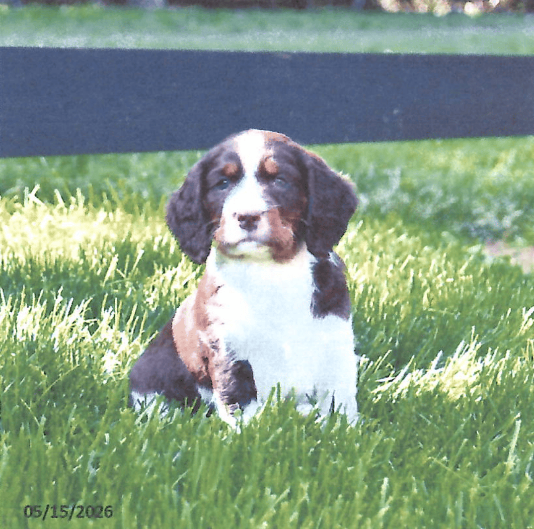 Peaceful Acres Puppies (3)