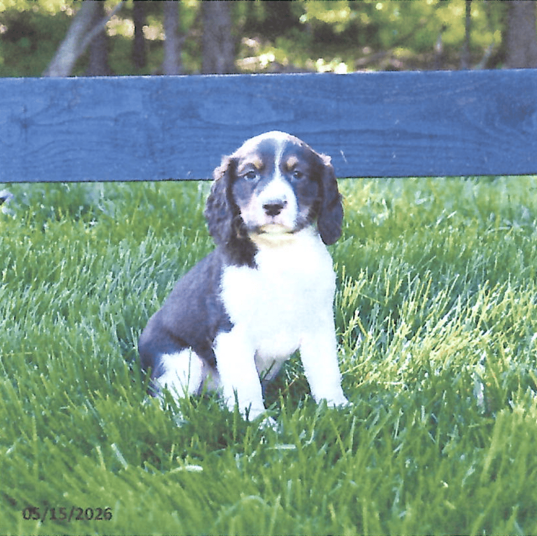 Peaceful Acres Puppies (4)