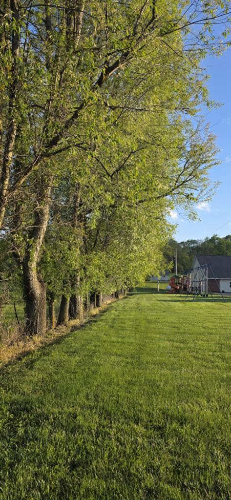 Precision Tree Care (2)