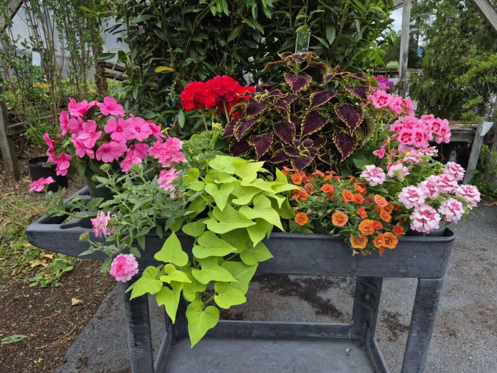 Spring Grove Nursery Annuals Spring Grove Nursery Annuals
