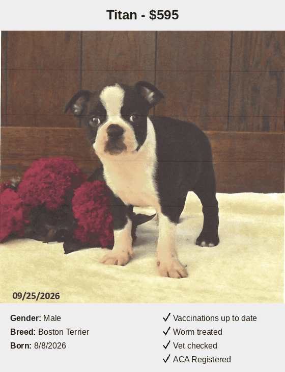 Peaceful Acres Puppies Titan Card