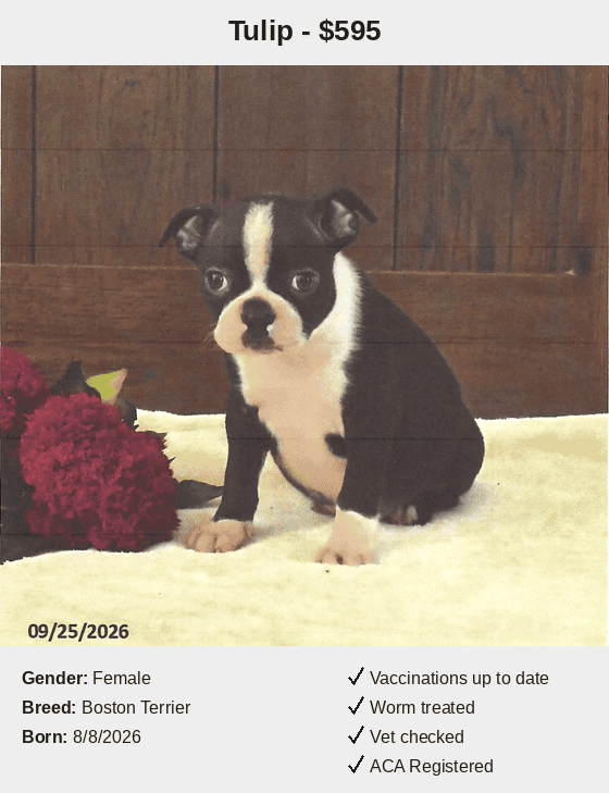 Peaceful Acres Puppies Tulip Card