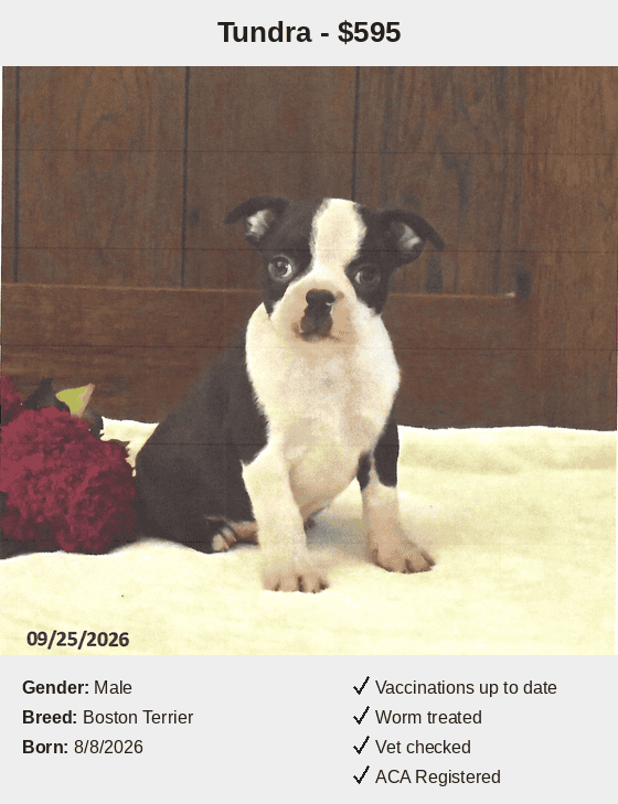 Peaceful Acres Puppies Tundra Card