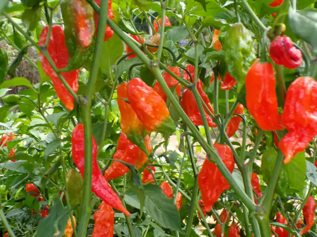 Winding creek produce