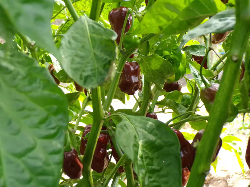 Winding creek produce
